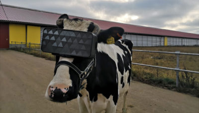La VR, futur outil pour aider les vaches à produire du lait ?